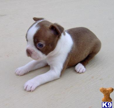 Boston Terrier Puppies for Sale